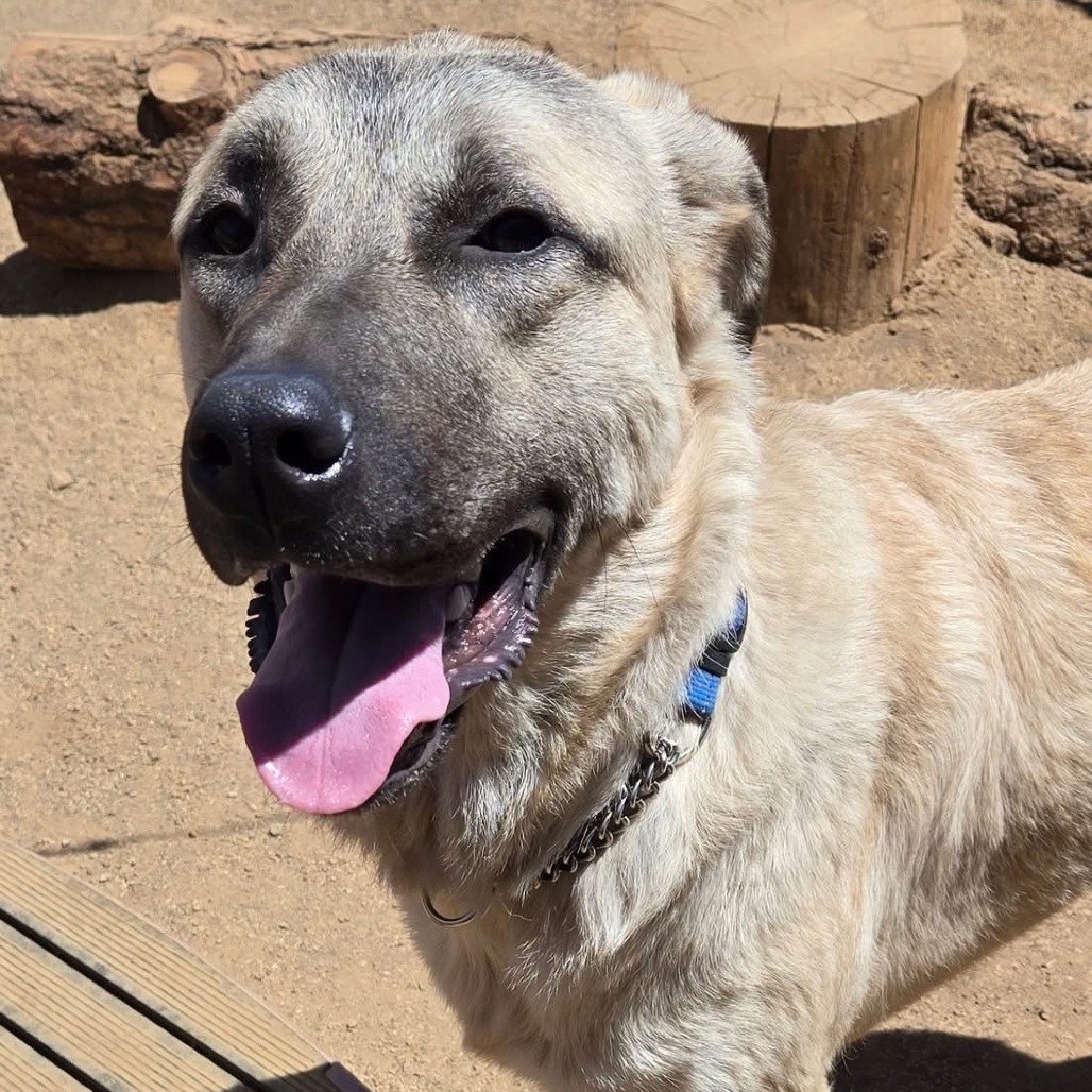 Yondu - Playful Outdoor Dog! Fee Sponsored!