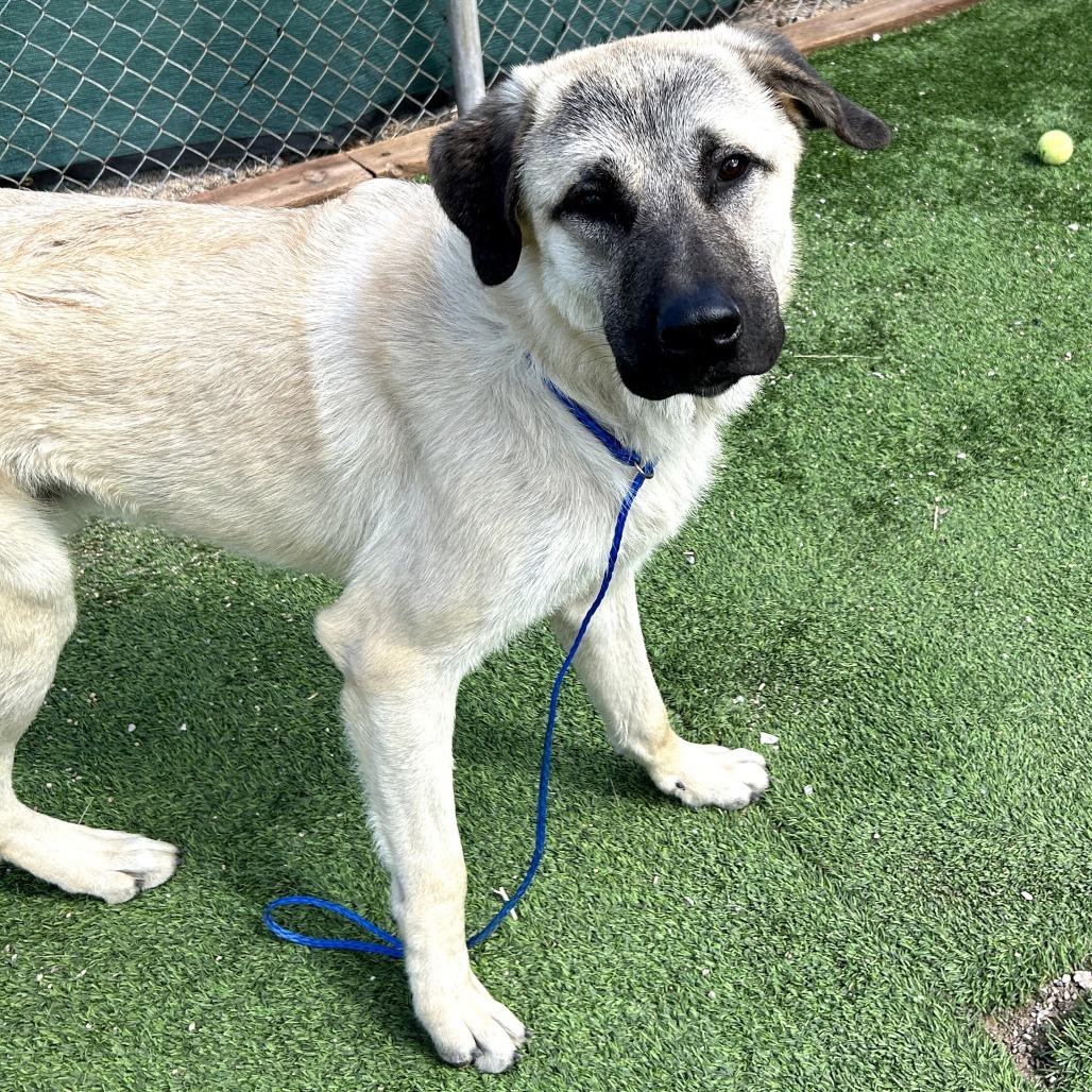Yondu - Playful, Handsome Boy!