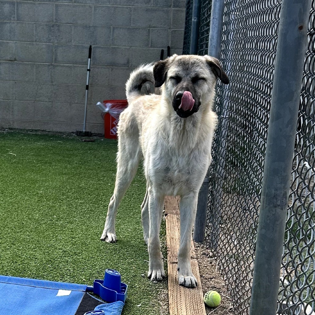 Yondu - Playful, Handsome Boy!