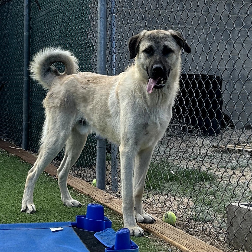 Yondu - Playful, Handsome Boy!