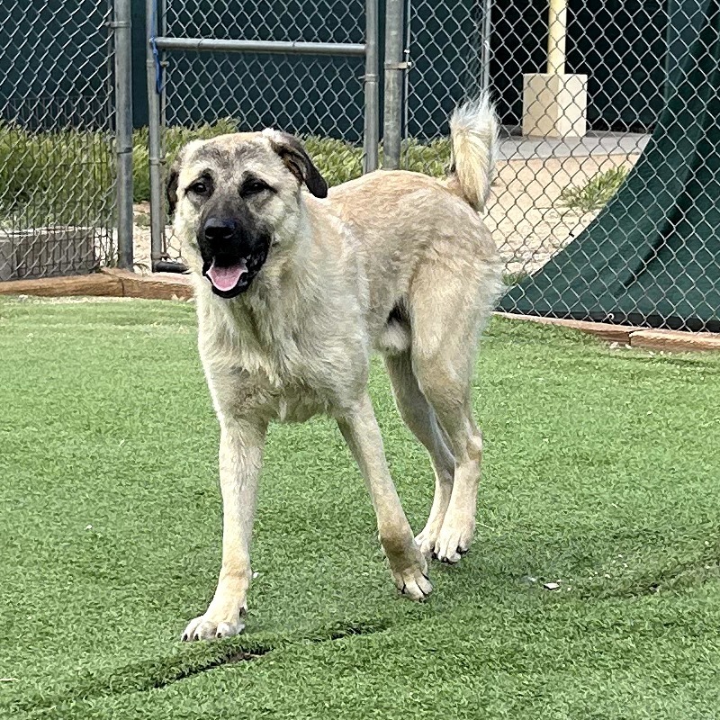 Yondu - Playful, Handsome Boy!