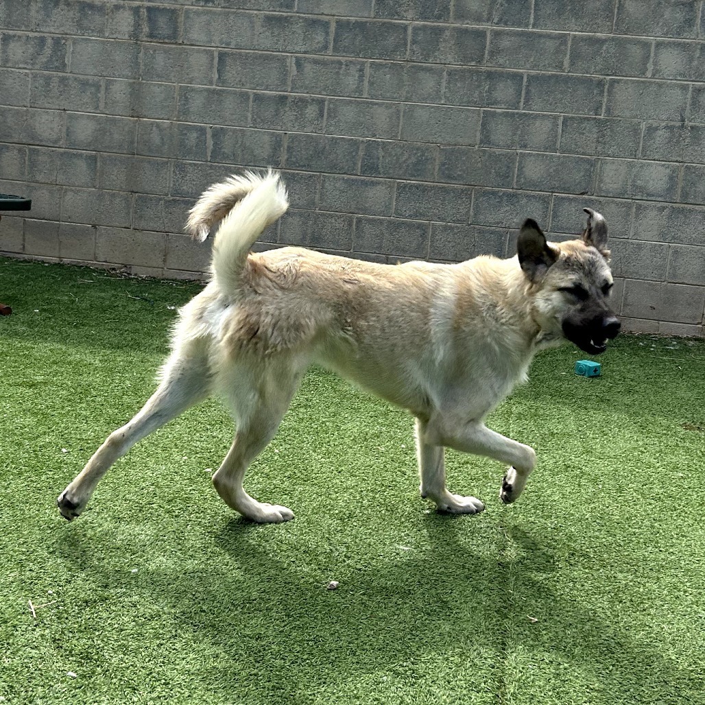 Yondu - Playful Outdoor Dog! Fee Sponsored!