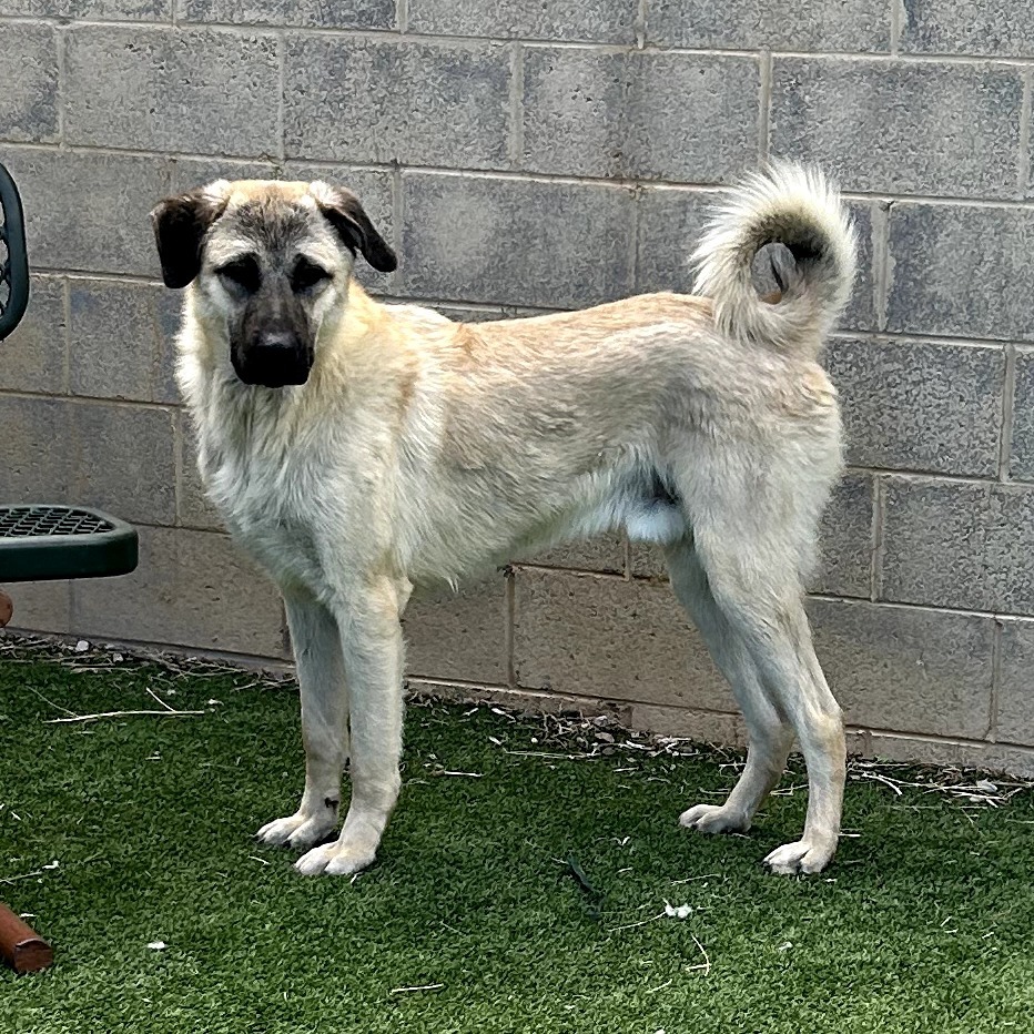 Yondu - Playful, Handsome Boy!