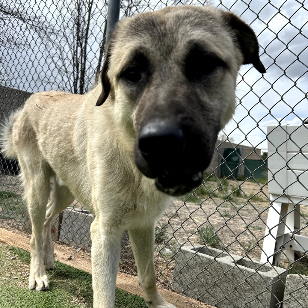 Yondu - Playful Outdoor Dog! Fee Sponsored!
