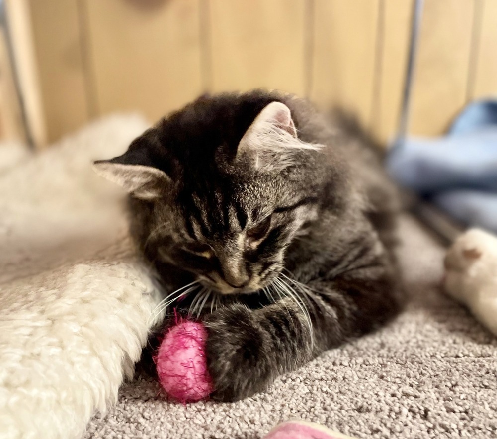 Odin