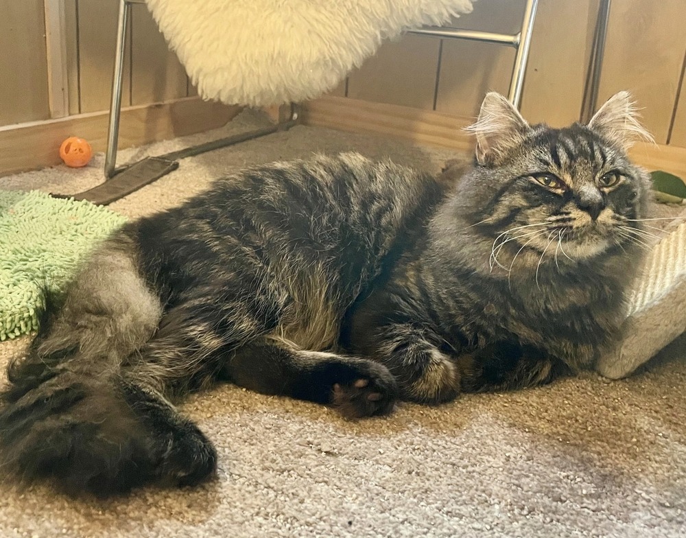 Odin