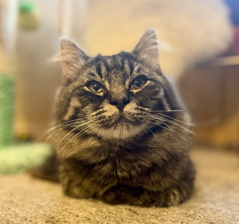 Odin
