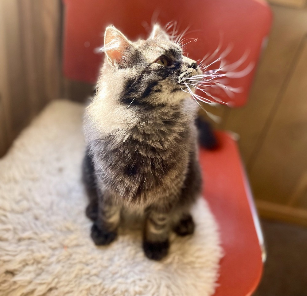 Odin