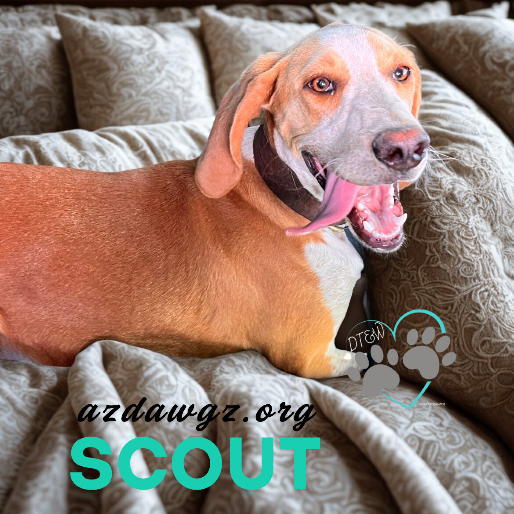 Scout