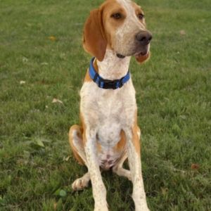 Scout, Young Male English Coonhound