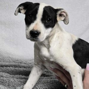 Zoey, Young Female Pit Bull Terrier