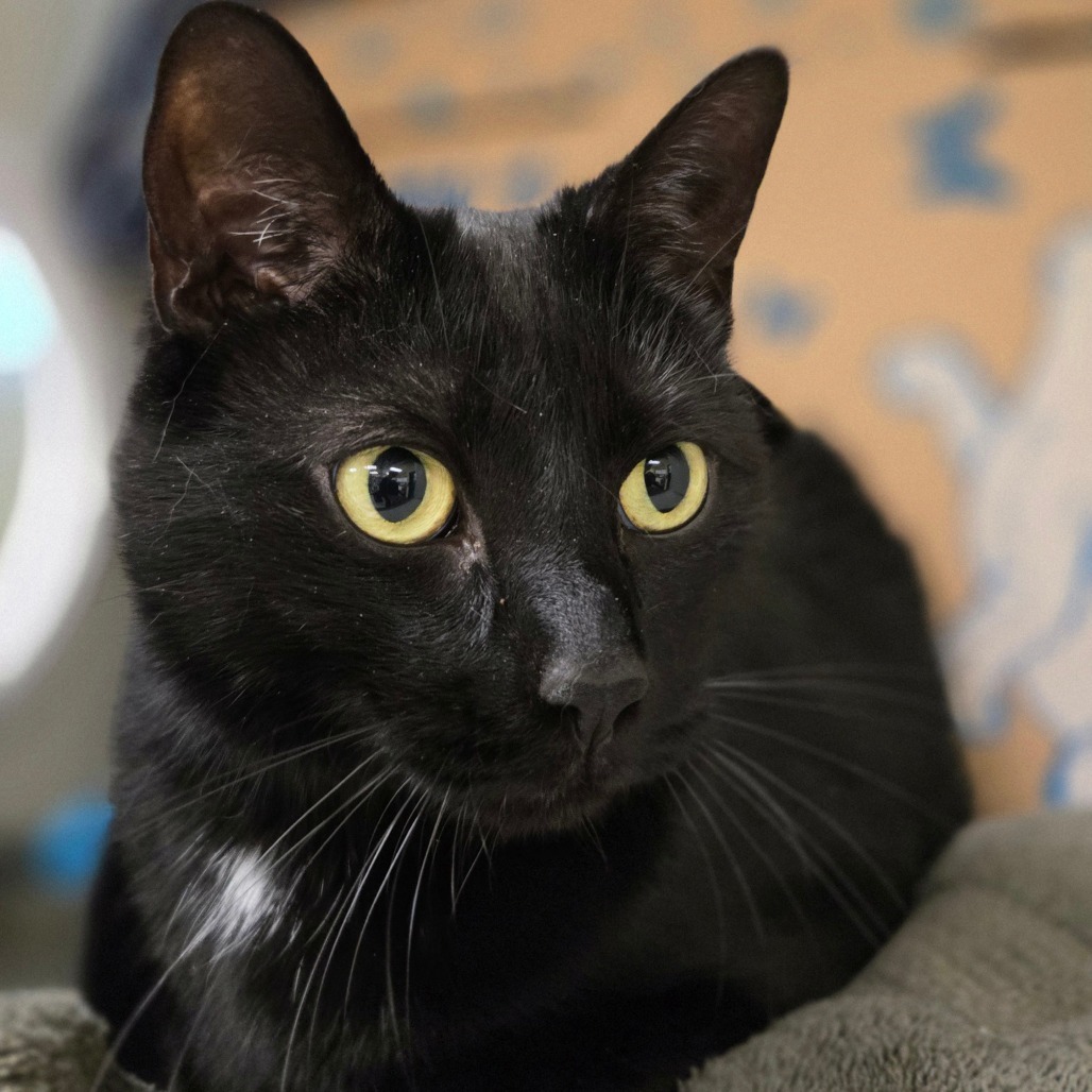 Chico (Petco)