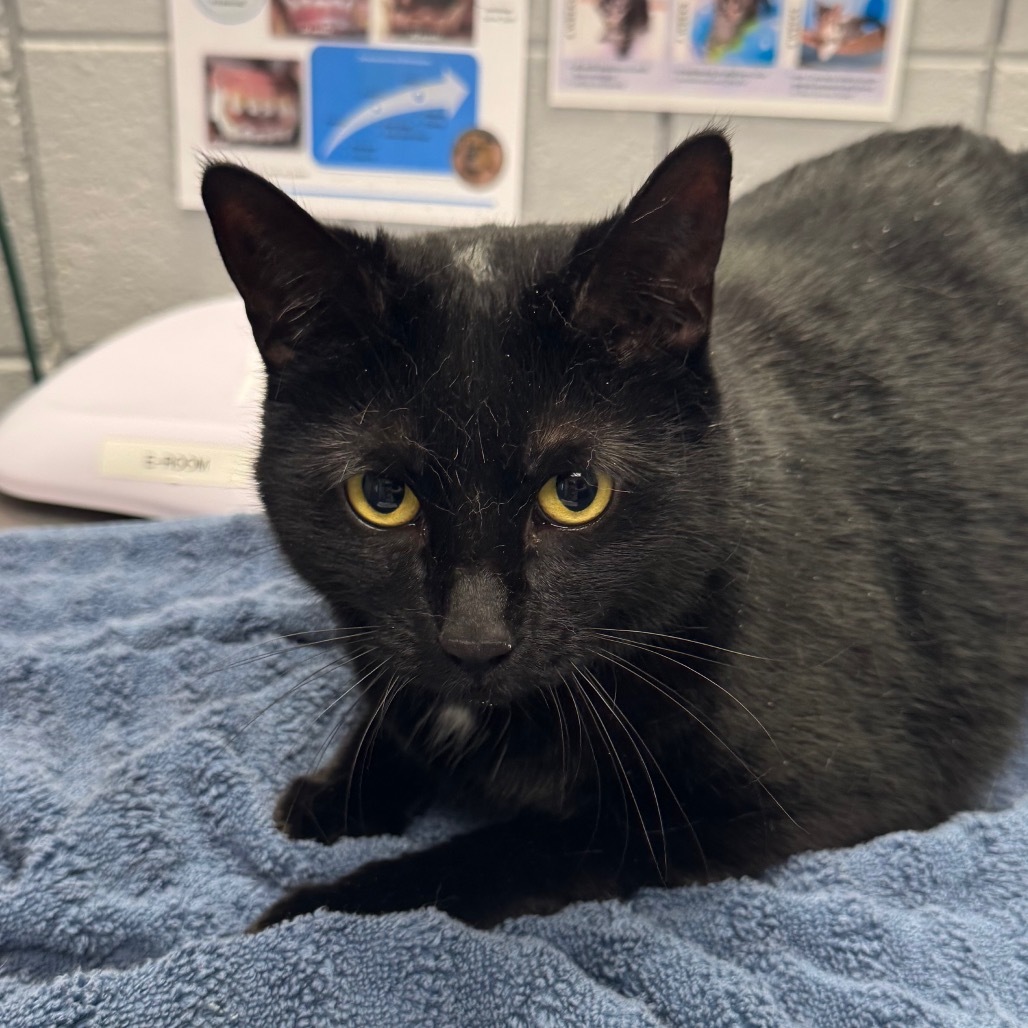 Chico (Petco)