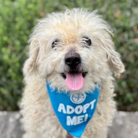 Snooki, an adoptable Poodle, Cockapoo in Pacific Grove, CA, 93950 | Photo Image 1