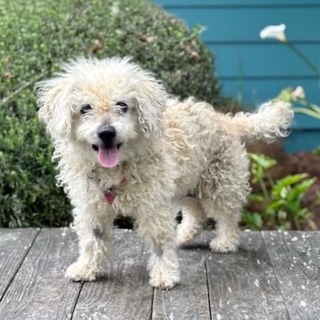 Snooki, an adoptable Poodle, Cockapoo in Pacific Grove, CA, 93950 | Photo Image 2