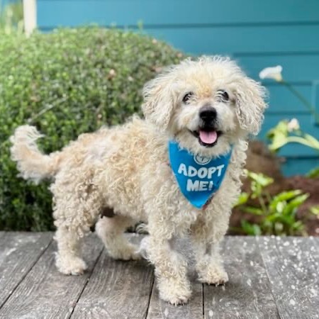 Snooki, an adoptable Poodle, Cockapoo in Pacific Grove, CA, 93950 | Photo Image 3
