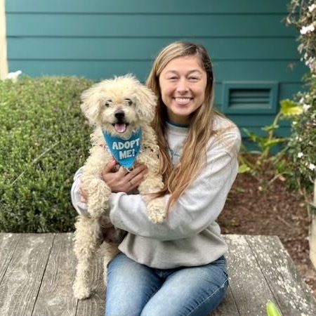 Snooki, an adoptable Poodle, Cockapoo in Pacific Grove, CA, 93950 | Photo Image 4