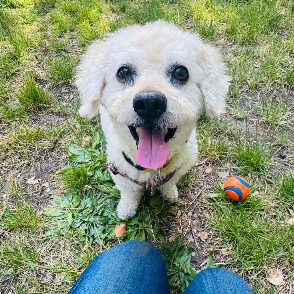 Snooki, an adoptable Poodle, Cockapoo in Pacific Grove, CA, 93950 | Photo Image 5