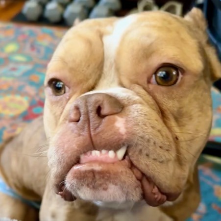 Smooshie