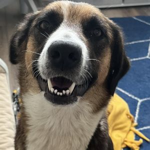 Holland, Adult Female Mixed Breed
