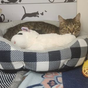 Angel is a sweet and social cat that loves to be petted and enjoys wet food She has recently weaned