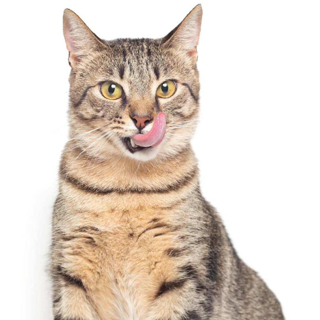 Angel Lynn Haven-AR, an adoptable American Shorthair in Tallahassee, FL, 32317 | Photo Image 1