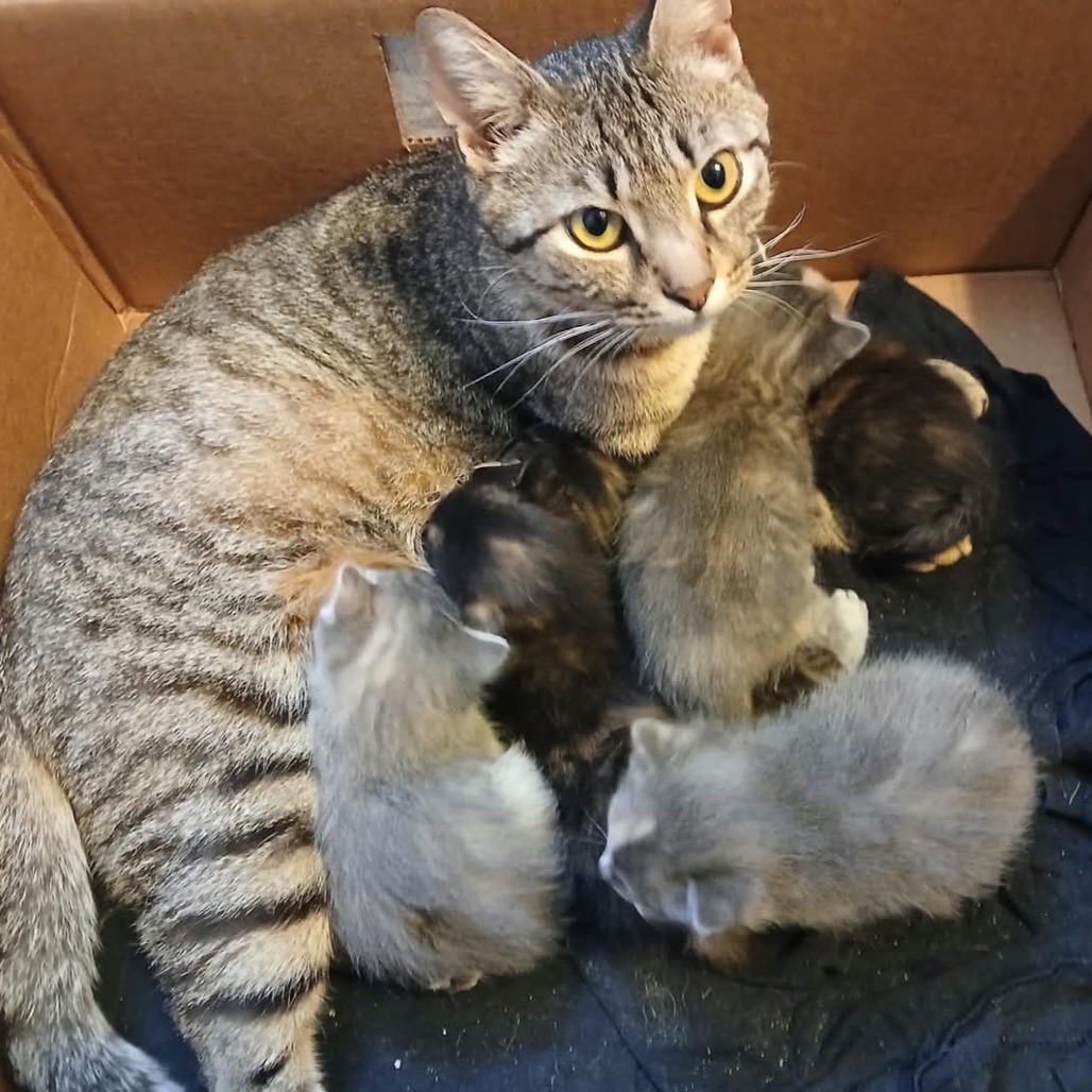 Angel Lynn Haven-AR, an adoptable American Shorthair in Tallahassee, FL, 32317 | Photo Image 3