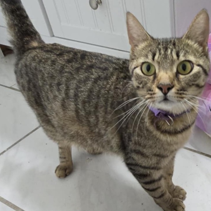 Angel Lynn Haven-AR, an adoptable American Shorthair in Tallahassee, FL, 32317 | Photo Image 4