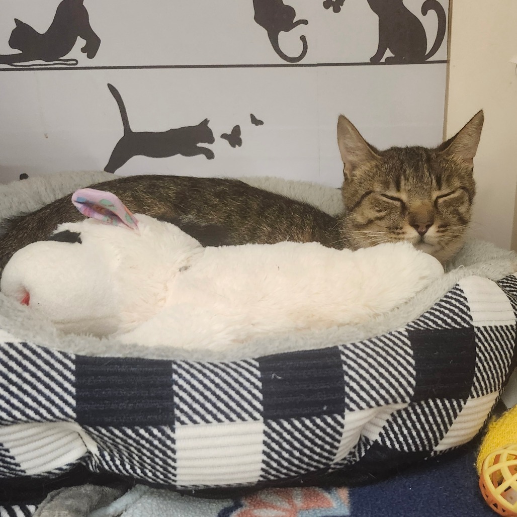 Angel Lynn Haven-AR, an adoptable American Shorthair in Tallahassee, FL, 32317 | Photo Image 5