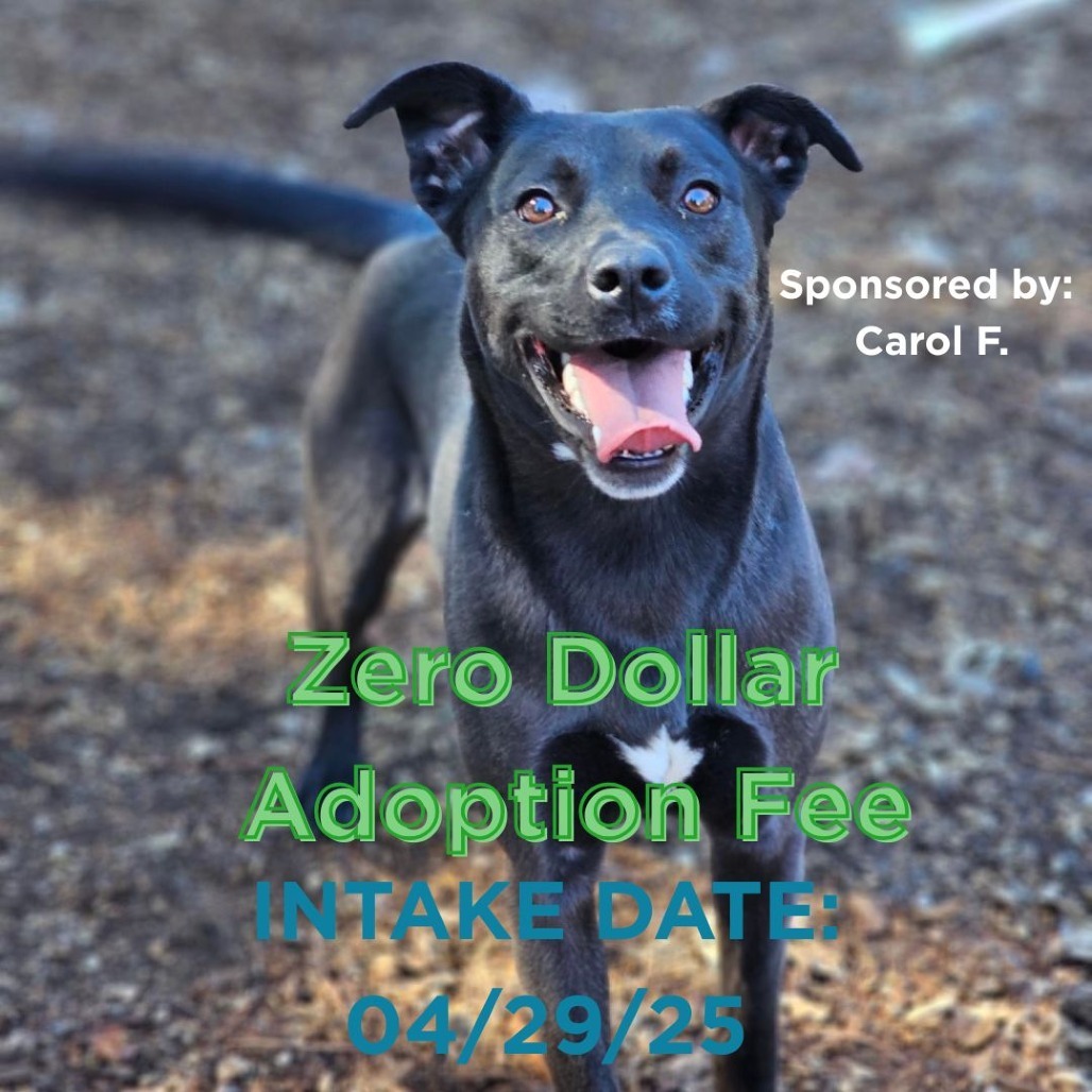 Zoey, an adoptable Mixed Breed in Mount Shasta, CA, 96067 | Photo Image 1