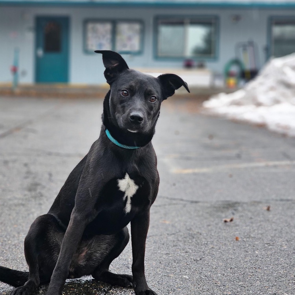 Zoey, an adoptable Mixed Breed in Mount Shasta, CA, 96067 | Photo Image 2