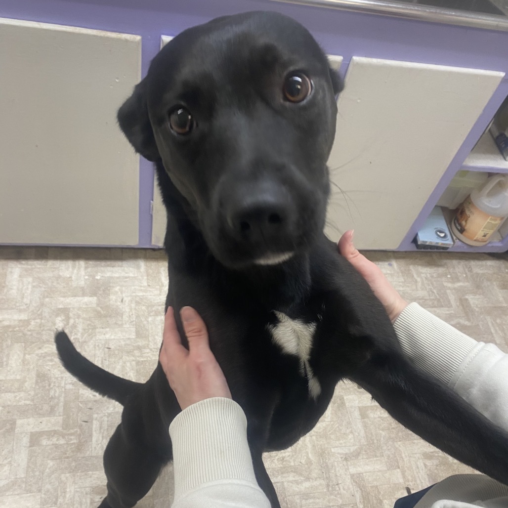 Zoey, an adoptable Mixed Breed in Mount Shasta, CA, 96067 | Photo Image 3