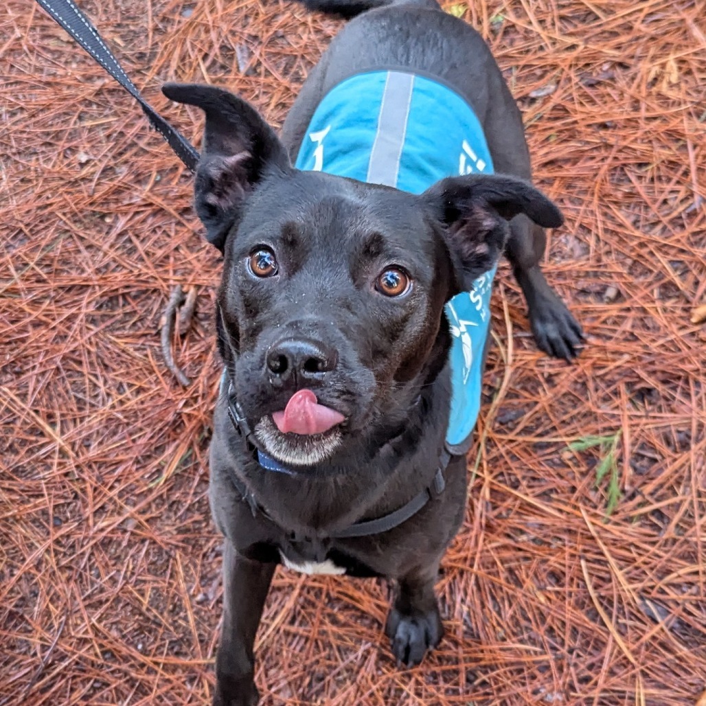 Zoey, an adoptable Mixed Breed in Mount Shasta, CA, 96067 | Photo Image 4