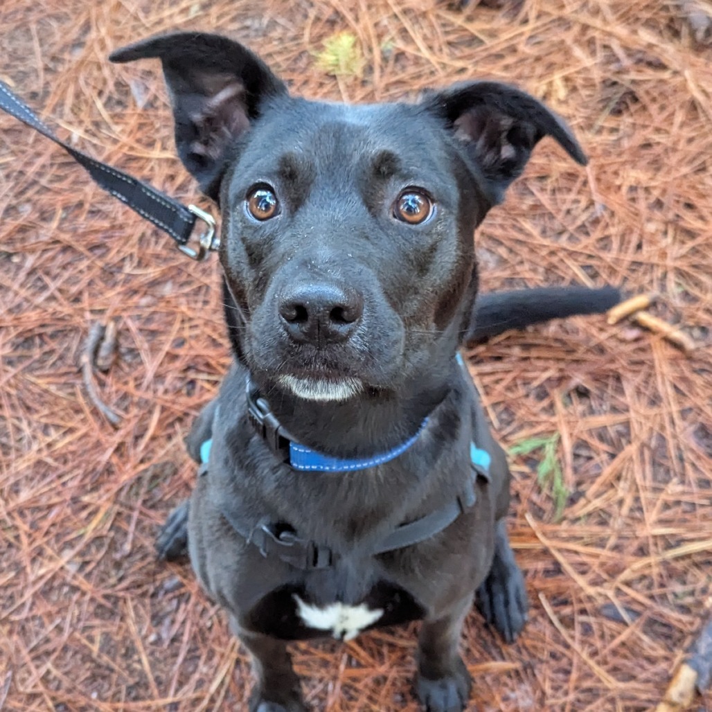 Zoey, an adoptable Mixed Breed in Mount Shasta, CA, 96067 | Photo Image 5