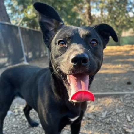 Zoey, an adoptable Mixed Breed in Mount Shasta, CA, 96067 | Photo Image 6