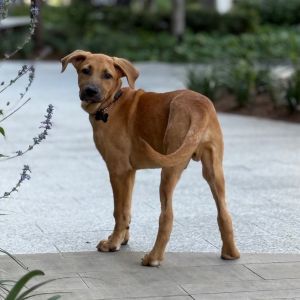 Say hello to Curry a lovable pup with a heart as warm as his name This handsome boy is ready