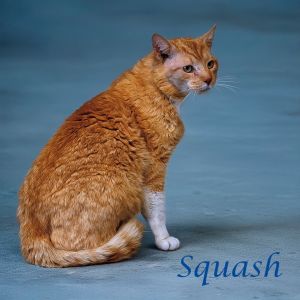 Squash C25-098, Adult Male Domestic Short Hair