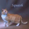 Squash C25-098 photo 3