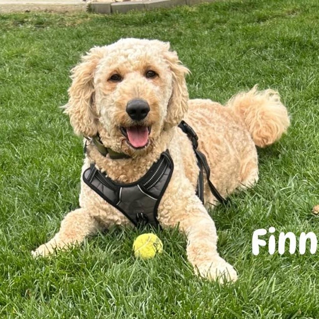 Phineas Finn