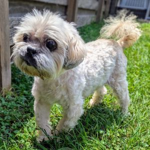 Meet Bandit Sr a 12-year-old Shih Tzu mix with 16 pounds of wisdom charm and endless sweetness 