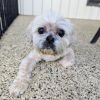Bandit Sr photo 3
