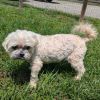 Bandit Sr photo 5