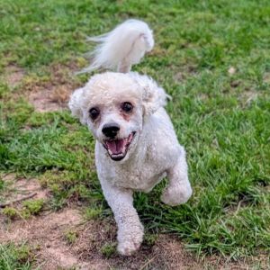 Meet Buddy Joe an 8-year-old 18-pound Bichon Frise with a heart full of love and a tail that never