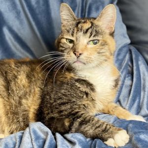 Im a sweet senior kitty and Im looking for my forever home to enjoy my golden 