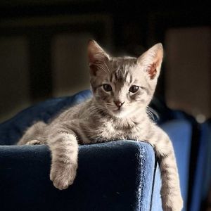Meet Mighty Mouse - Drama King Playtime Pro and Certified Heartthrob Check out this handsome guy