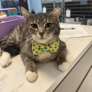 Marco, Young Male Domestic Short Hair
