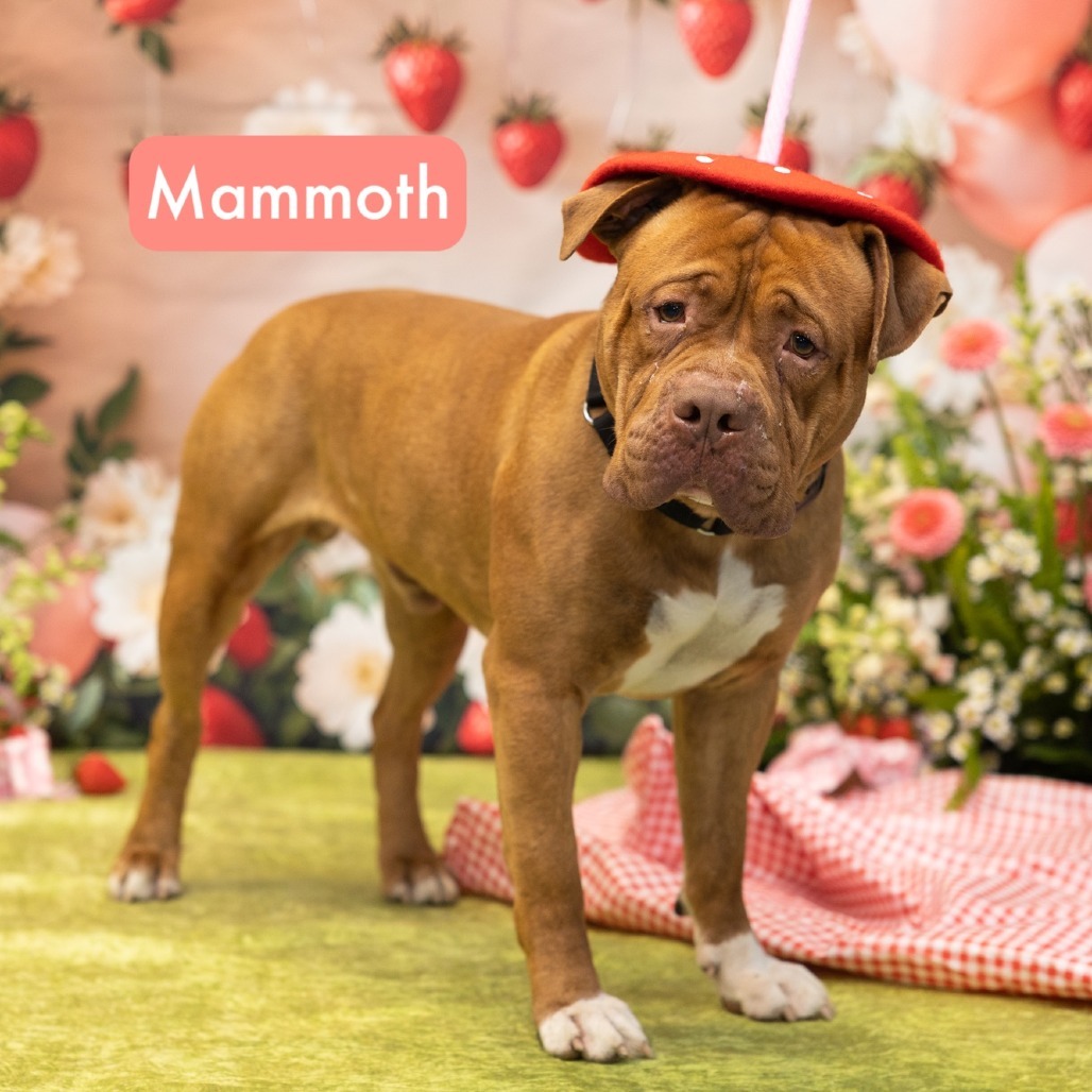 Mammoth