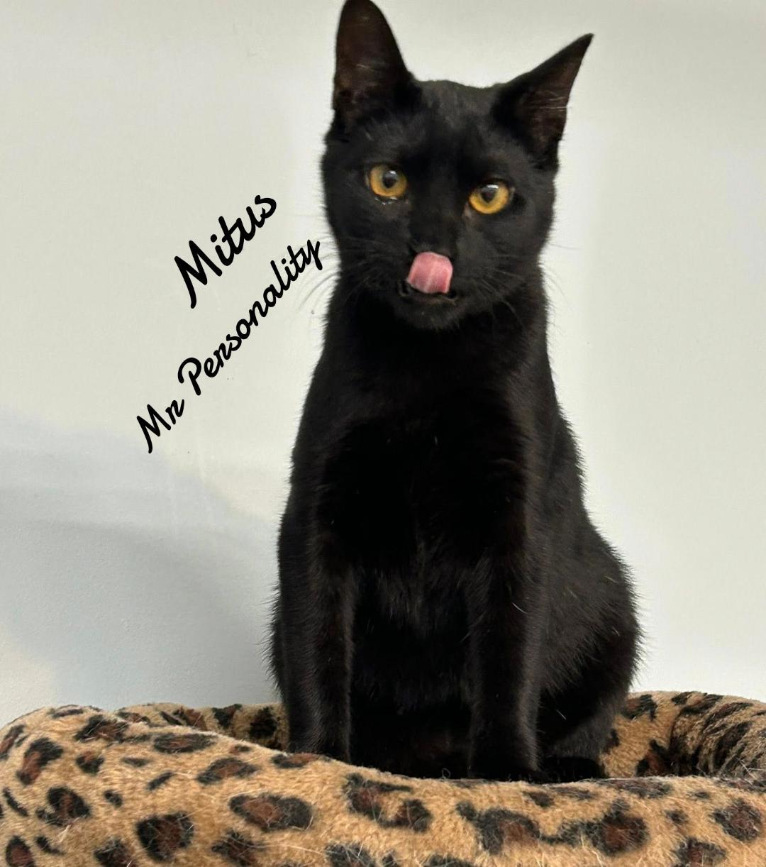 Mitus