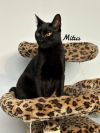 Mitus photo 2