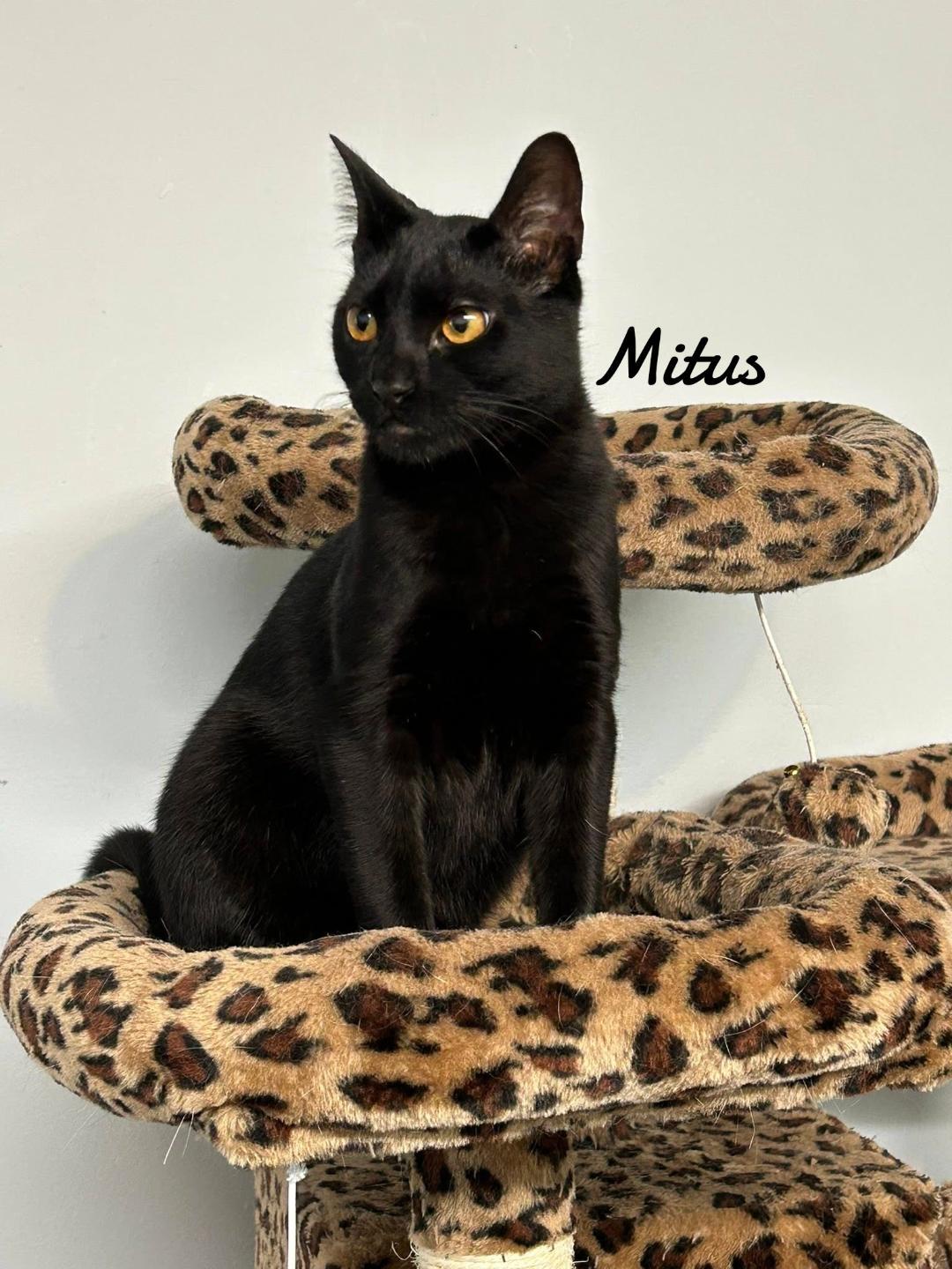 Mitus